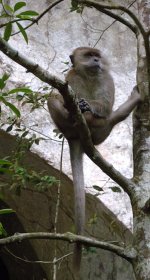 DSCN1894 yoga-cising Macaque @ Langkawi.JPG