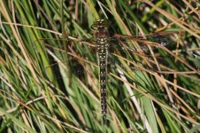 2014_05_30 (15)_Hairy_Dragonfly (800x533).jpg