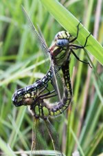 2014_05_30 (17)_Hairy_Dragonfly (533x800).jpg