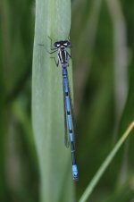 2014_05_30 (18)_Azure_Damselfly (533x800).jpg