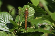 2014_05_30 (19)_Norfolk_Hawker (800x533).jpg