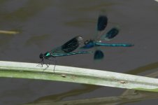 2014_06_06 (4)_Banded_Demoiselle (800x533).jpg