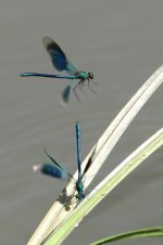 2014_06_06 (8)_Banded_Demoiselle (533x800).jpg