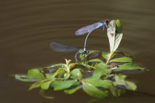 2014_06_06 (11)_Red_eyed_Damselfly (800x533).jpg