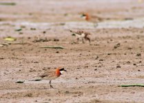 lesser sandplover breed DB MP P340 stx95 DSCN0533.jpg