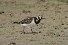 ruddy turnstones breed DB MP P340 stx95 DSCN0612.jpg