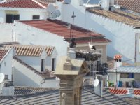 2014.06.25 White Storks nest in Antequera.JPG