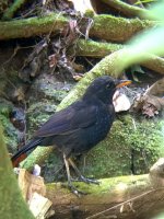 MalayanLaughingthrush07.jpg