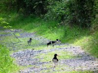 Oystercatcher family.JPG