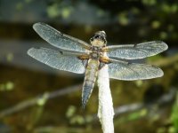 Four Spotted Chaser (UW).jpg