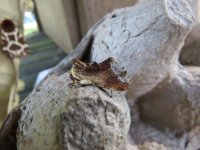 Maple Prominent 20140802 Garden.JPG