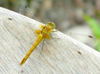 dragonfly ranscombe 070714xxx.jpg