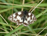 Marbled_White_Grafton_14.07.14_BF.jpg