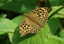 Silver-washed_Fritilary_Grafton_Wood_14.07.14_1_BF.jpg