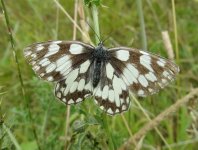 Marbled_White_Grimley_14.07.14_1_BF.jpg