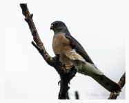 Japanese%20Sparrowhawk%20-%20XYS%20May%20%232-XL.jpg