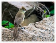 Thick-billed%20Warbler%20-%20XYS%20%231-XL.jpg