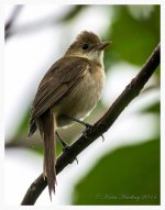 Thick-billed%20Warbler%20-%20XYS%20%232-XL.jpg