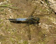 Black-tailed Skimmer(s).jpg