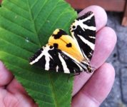 Jersey Tiger  3. for web..jpg