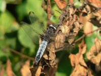 Scarce Chaser - Dalyan - 28th May 2011_filtered.jpg