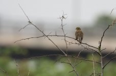 dubious warbler1.jpg