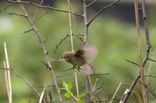 dubious warbler2.jpg