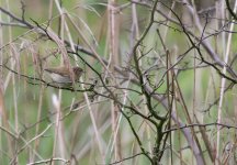 dubious warbler3.jpg