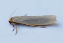 Hoary Footman1.jpg