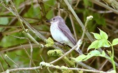 Spotted Flycatcher 14 june 1 small.jpg