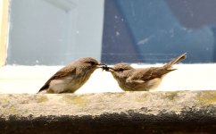 Spotted Flycatcher 14 june 3 small.jpg