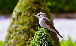 Spotted Flycatcher 14 june 4 small.jpg