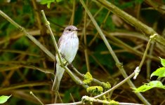 Spotted Flycatcher 14 june 7 small.jpg