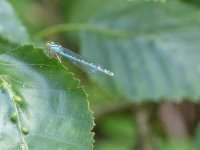 Damselfly (2).jpg