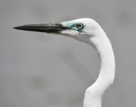 great egret breed DB GH4 stx95 tlsapo_1030296.jpg