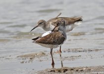 redshank breed DP GH4 stx95 tlsapo_1020560.jpg