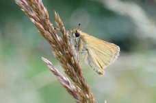 Essex_Skipper_Perry_Wood_16.07.14_2.jpg