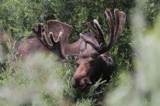 2014_08_03 (14)_Moose (800x533).jpg