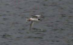 Tern A 3O9B0356.jpg