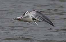 Tern 3O9B0327.jpg