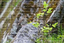 thrush,-plain-backed008.jpg