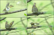 warbler,-sichuan-leaf005.jpg