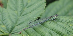 White-legged Damselfly  Male.jpg