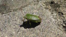 green insect.jpg