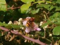 Hoverfly Rutland Water NR 1.JPG