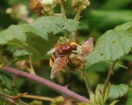 Hoverfly Rutland Water NR 3.JPG