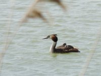 2014.06.06 Great Crested Grebe with cargo.JPG