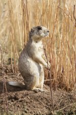 2014_08_03 (19)_White-tailed_Prairie_Dog (533x800).jpg