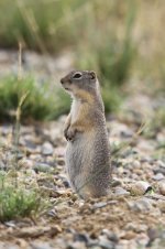 2014_08_03 (20)_Wyoming_Ground_Squirrel (533x800).jpg