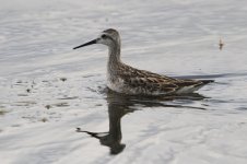 2014_08_03 (23)_Wilsons_Phalarope (800x533).jpg